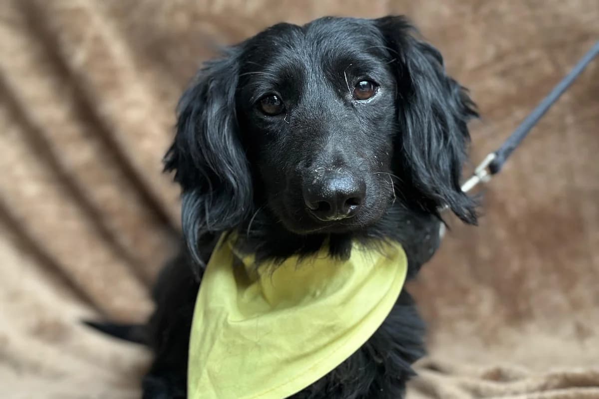 Benji, male 5yo Mixed Breed for adoption at animals care - Tierschutz ohne Grenzen, Ketzin