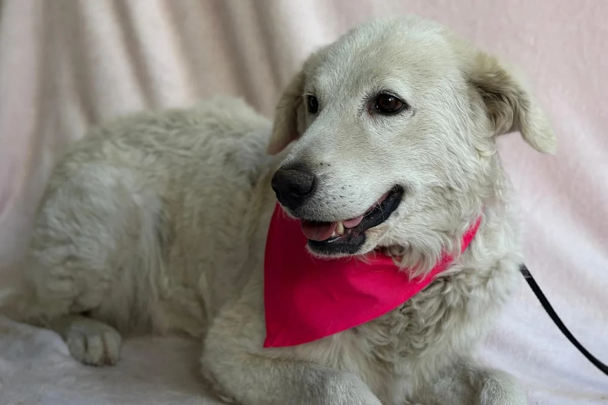 Bianca, rot female senior mixed breed for adoption at animals care - Tierschutz ohne Grenzen, Ketzin