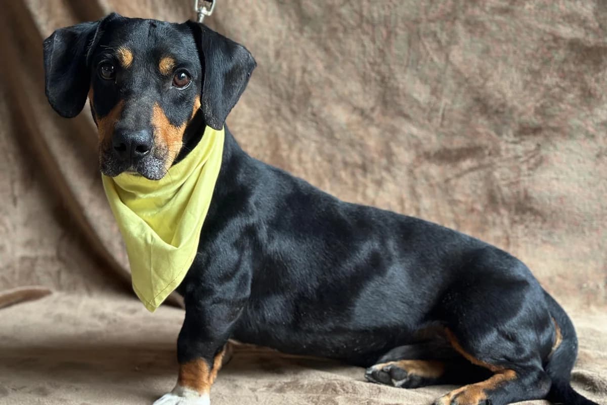 Bobi, male 5yo mixed breed for adoption at animals care - Tierschutz ohne Grenzen, Ketzin