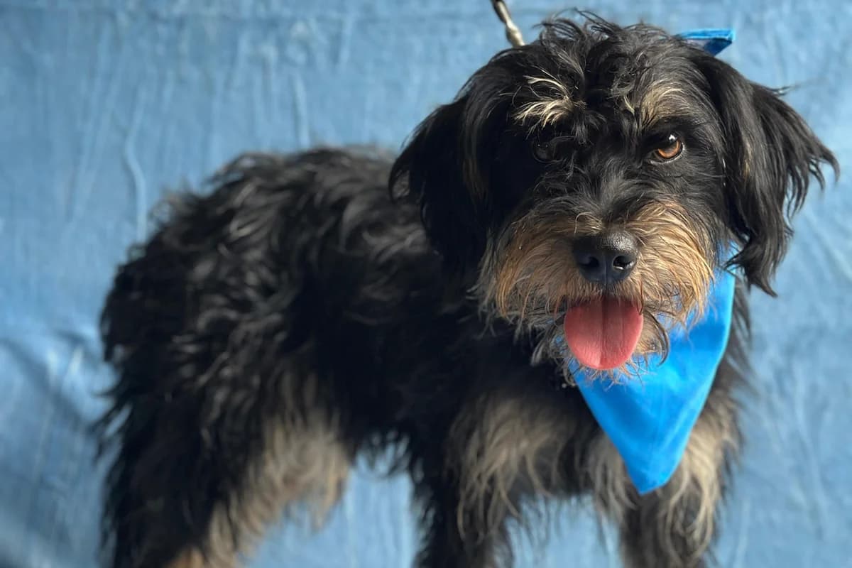 Dávid, male mixed breed for adoption at animals care - Tierschutz ohne Grenzen, Ketzin