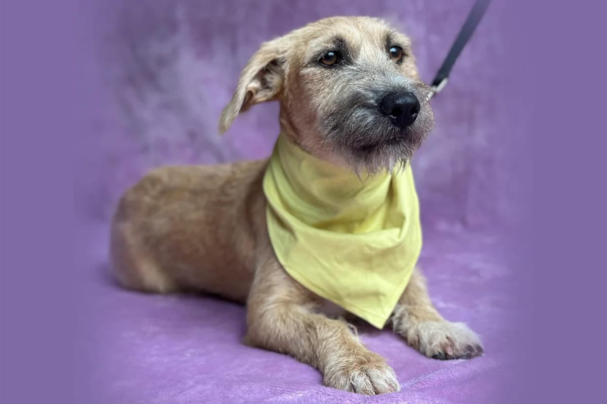 Eperke, female puppy mixed breed for adoption at animals care - Tierschutz ohne Grenzen, Ketzin