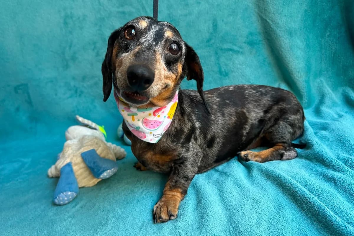 Evelyn, female senior Dachshund for adoption at animals care - Tierschutz ohne Grenzen, Ketzin