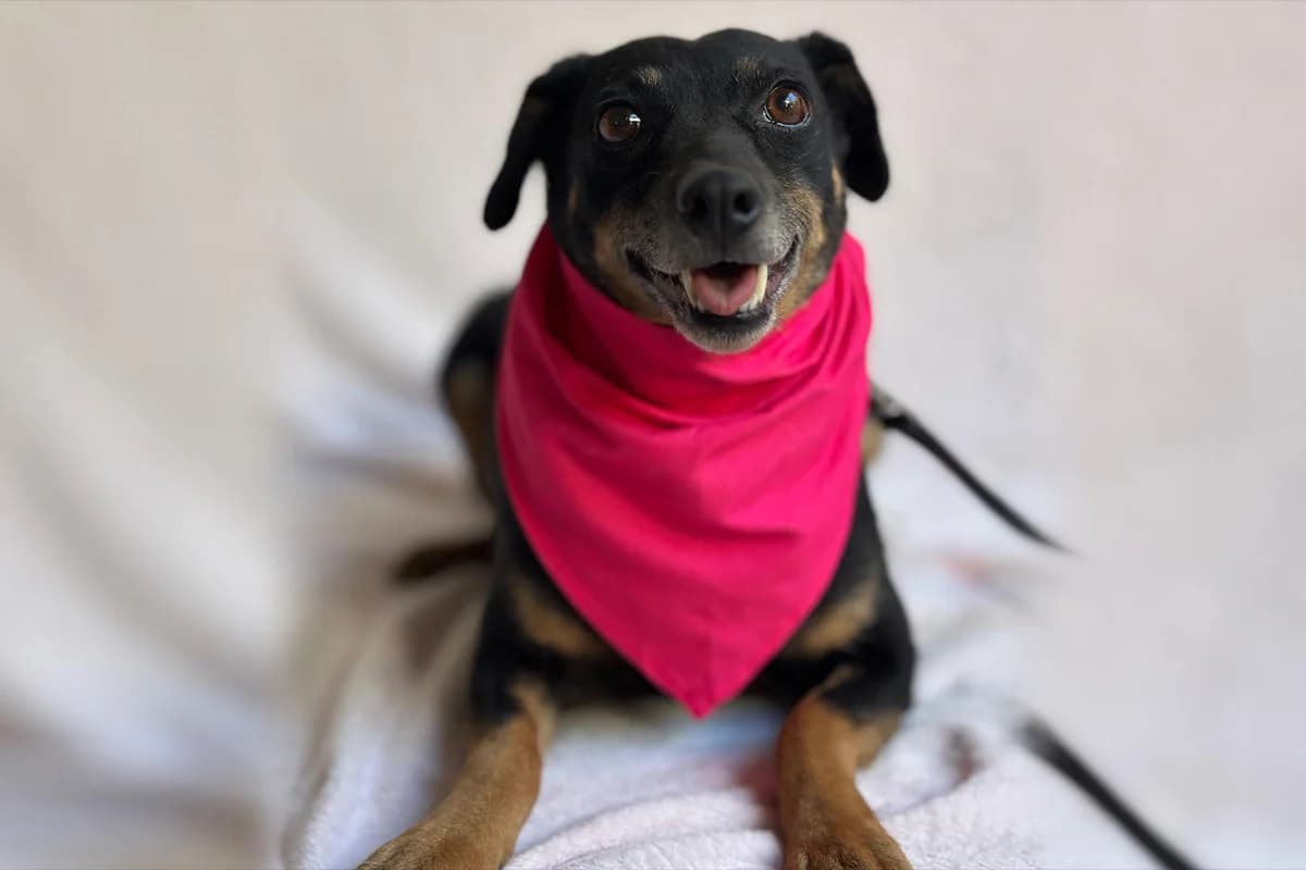 Muki, female senior mixed breed for adoption at animals care - Tierschutz ohne Grenzen, Ketzin