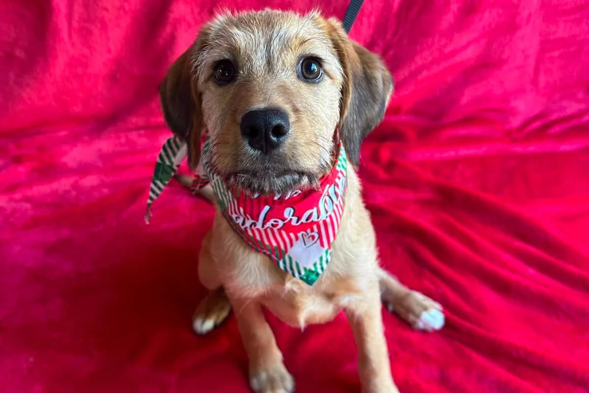 Naira, female puppy mixed breed for adoption at animals care - Tierschutz ohne Grenzen, Ketzin