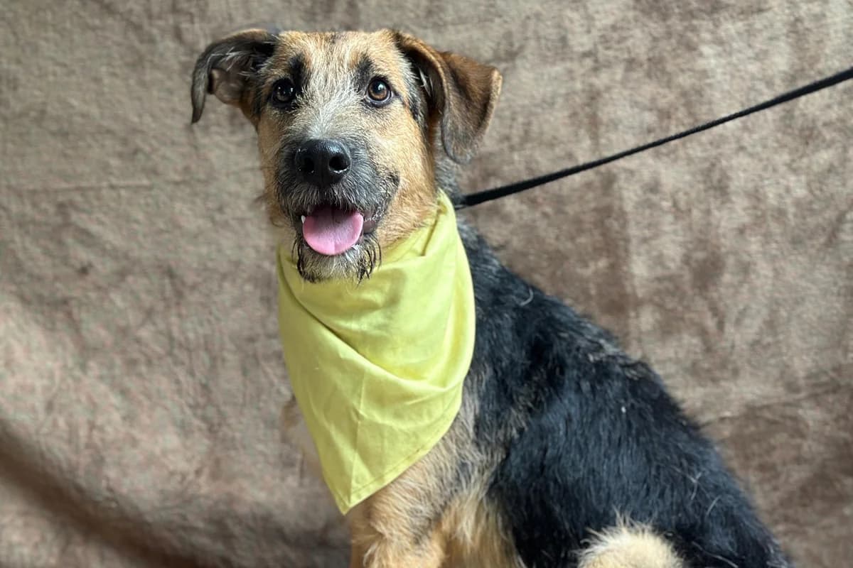 Pacsi, hellbraun male puppy mixed breed for adoption at animals care - Tierschutz ohne Grenzen, Ketzin