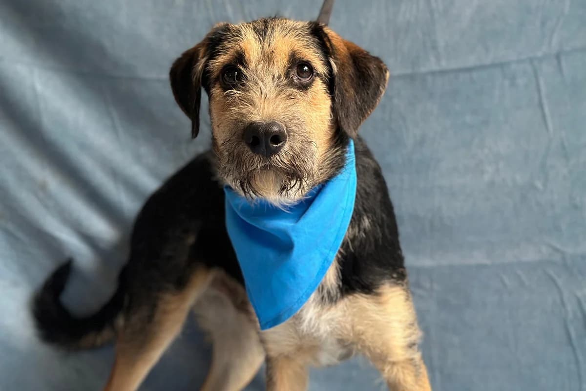 Szotyi, male puppy mixed breed for adoption at animals care - Tierschutz ohne Grenzen, Ketzin