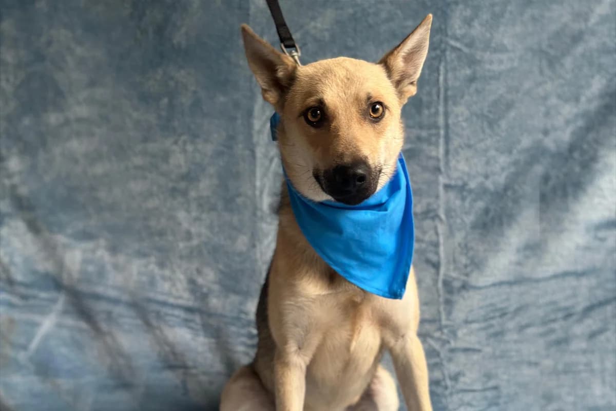 Zeno, male young Mixed Breed for adoption at animals care - Tierschutz ohne Grenzen, Ketzin