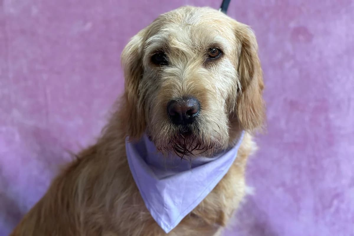 Zsani, female senior Mixed Breed for adoption at animals care - Tierschutz ohne Grenzen, Ketzin