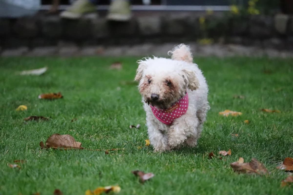 Maggi, female Mixed Breed for adoption at animals care - Tierschutz ohne Grenzen, Ketzin