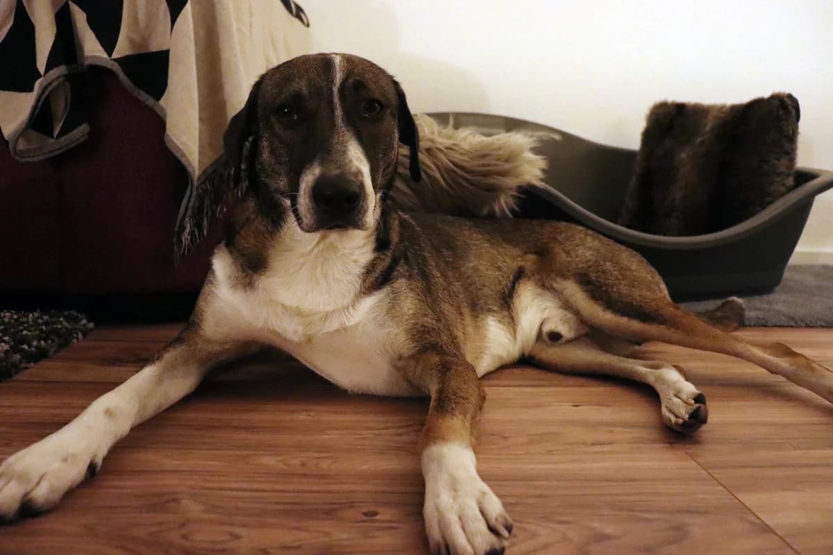 Folti, braun male 6yo mixed breed for adoption at animals care - Tierschutz ohne Grenzen, Ketzin