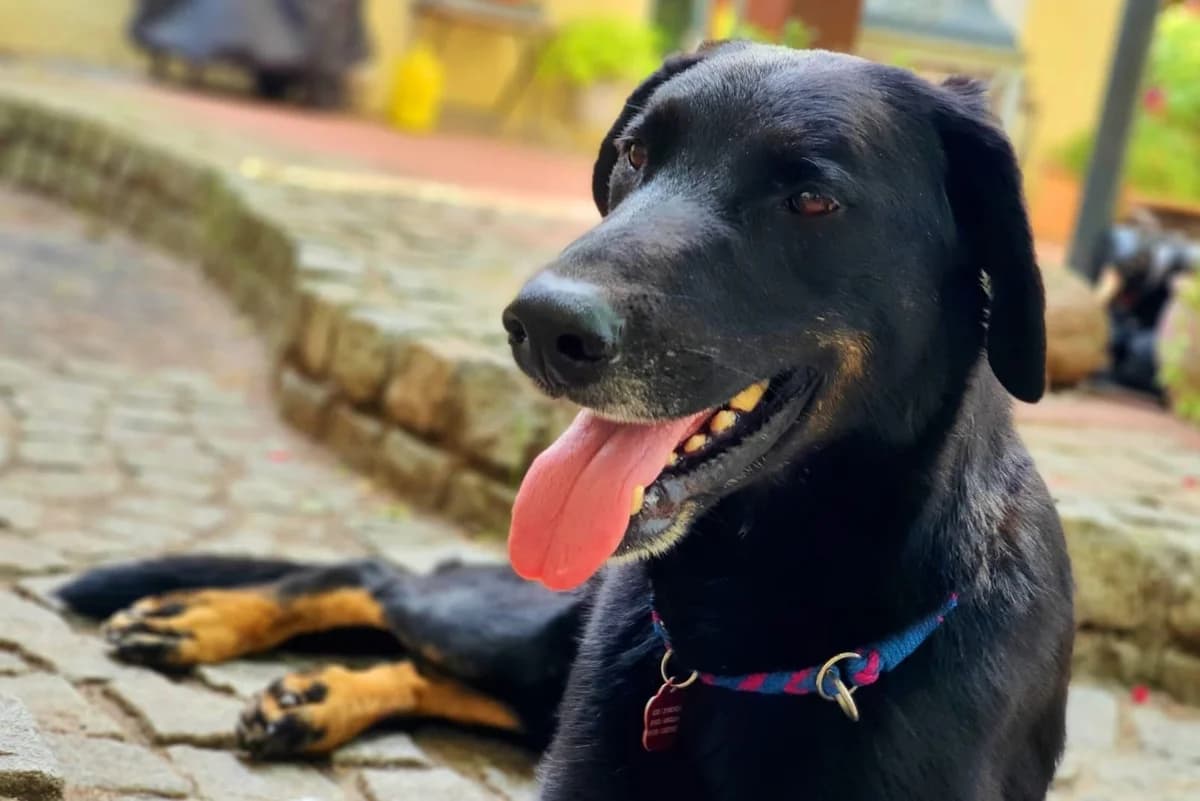 Raul, schwarz male 3yo mixed breed for adoption at animals care - Tierschutz ohne Grenzen, Ketzin