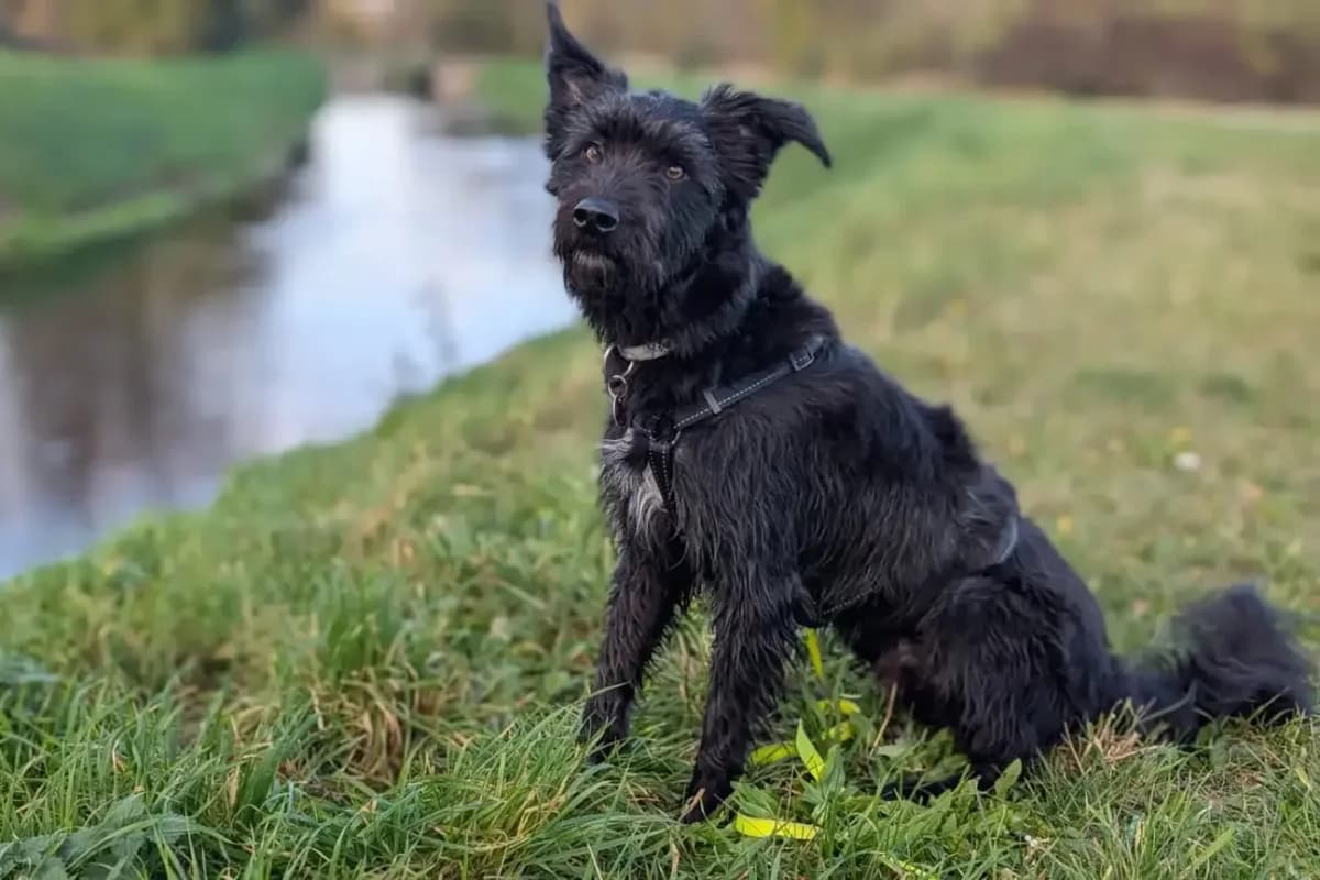 Joschi, schwarz male 4yo mixed breed for adoption at animals care - Tierschutz ohne Grenzen, Ketzin