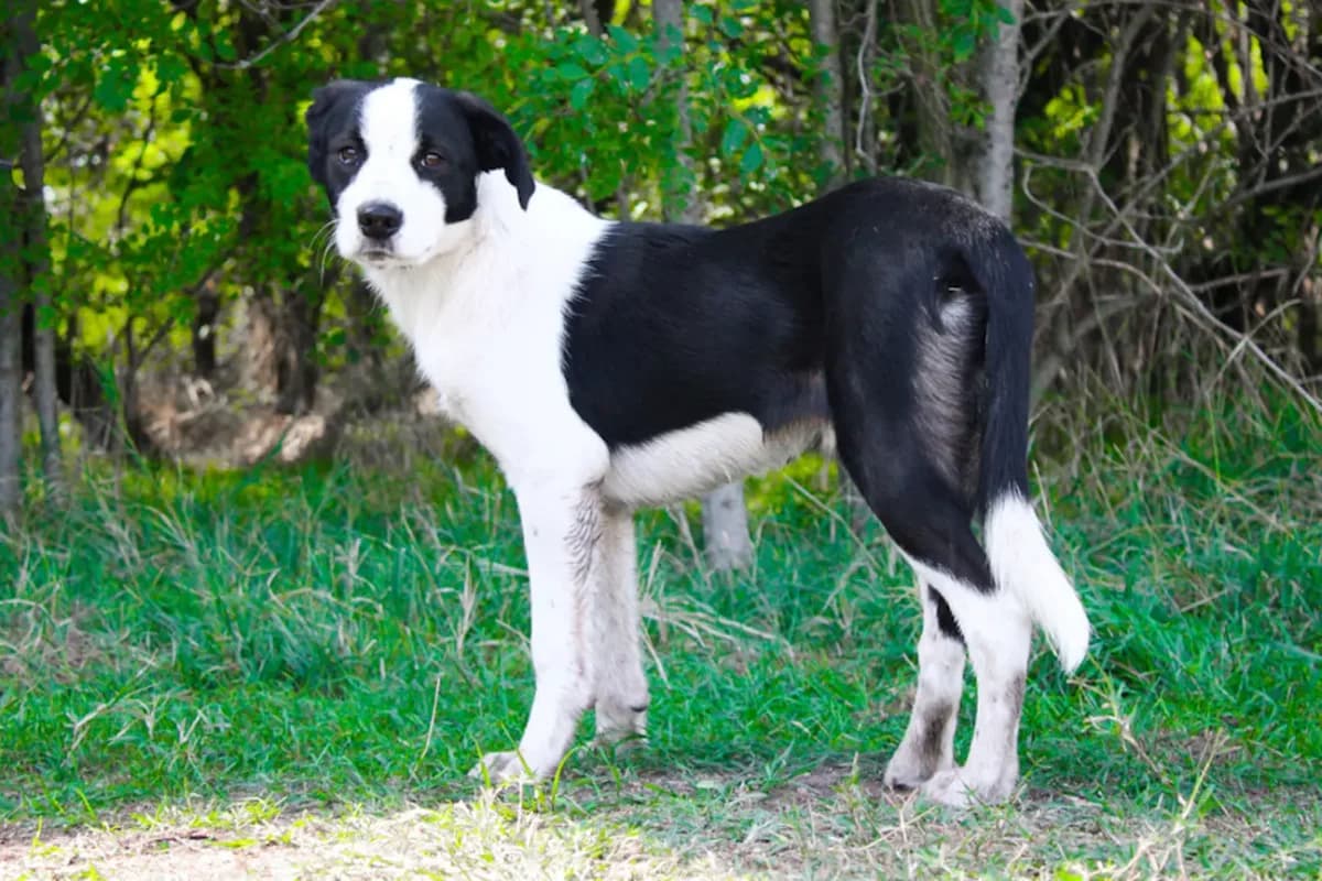 Astor, schwarz male young mixed breed for adoption at animals care - Tierschutz ohne Grenzen, Ketzin