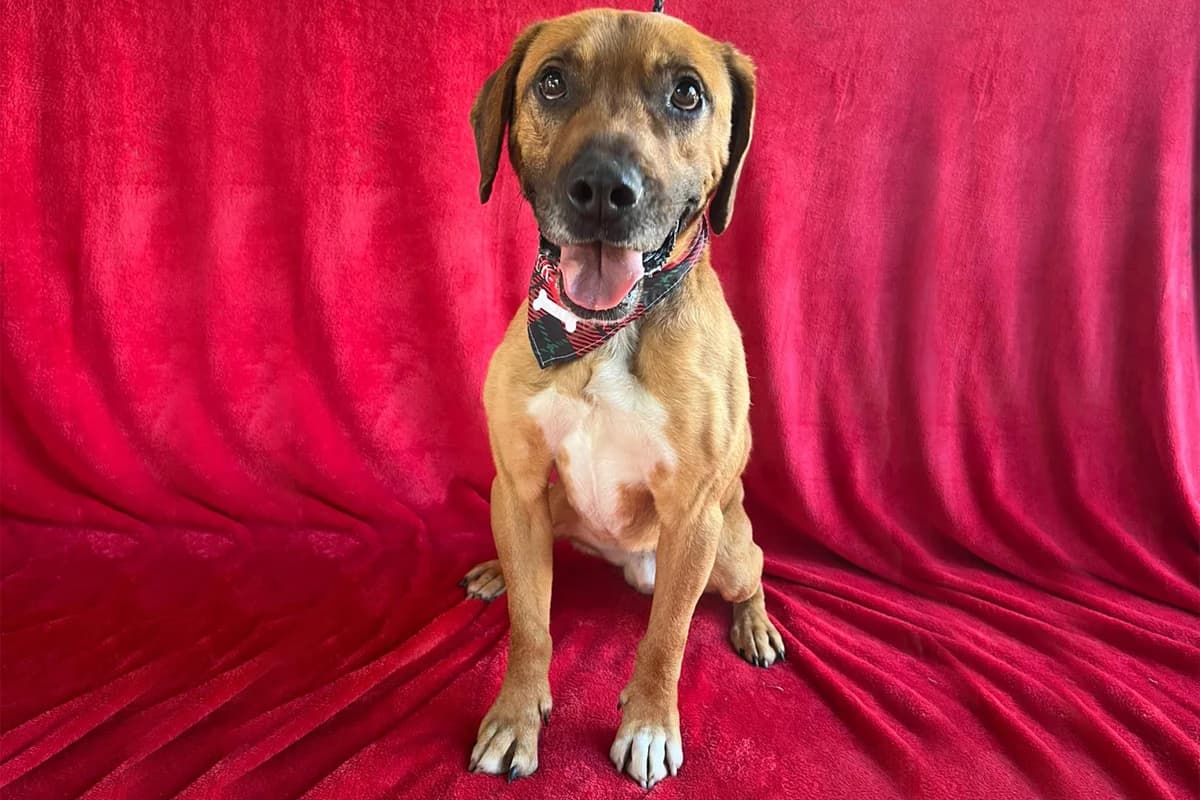 Beam, male senior mixed breed for adoption at animals care - Tierschutz ohne Grenzen, Ketzin