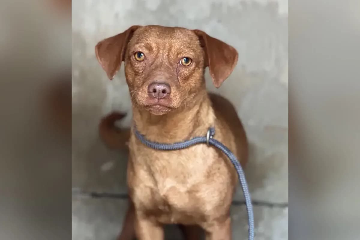 Siren, female puppy Mixed Breed for adoption at animals care - Tierschutz ohne Grenzen, Ketzin