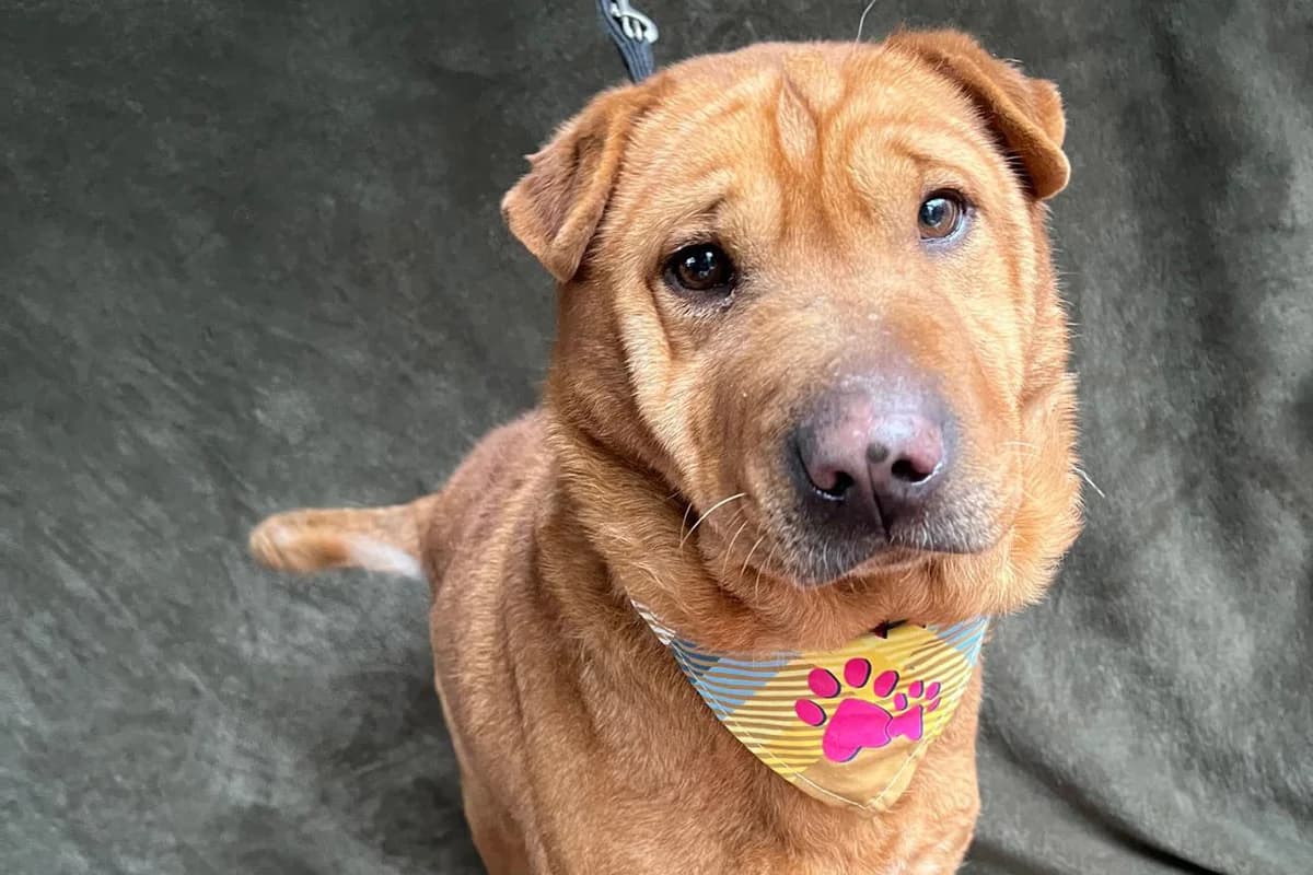 Fren, female mixed breed for adoption at animals care - Tierschutz ohne Grenzen, Ketzin