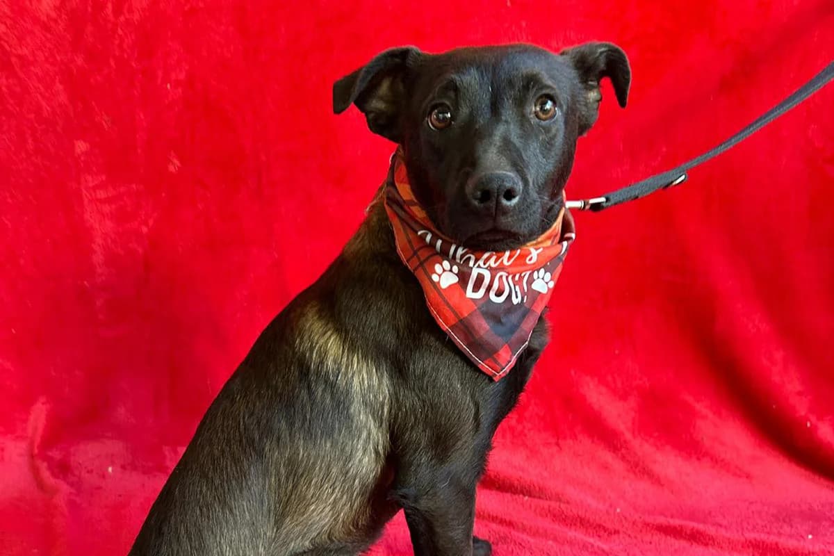 London, male puppy Mixed Breed for adoption at animals care - Tierschutz ohne Grenzen, Ketzin