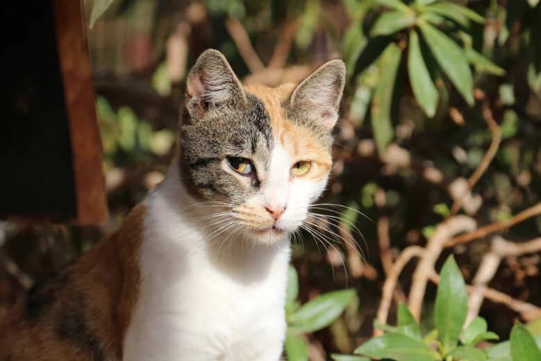 Amiga,  Mixed Breed for adoption at Arche Noah e.V., Bensheim