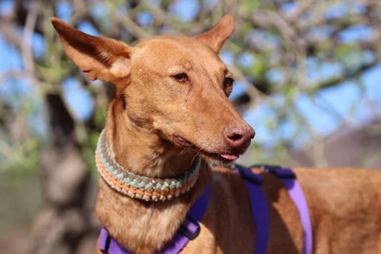 Anjo, Mixed Breed for adoption at Arche Noah e.V., Bensheim