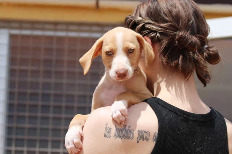 Astrid, Mixed Breed for adoption at Arche Noah e.V., Bensheim