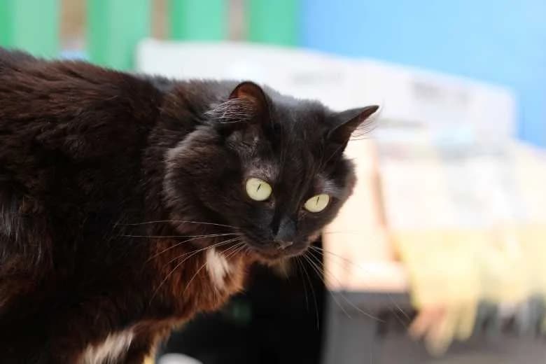 Ayla,  Mixed Breed for adoption at Arche Noah e.V., Bensheim