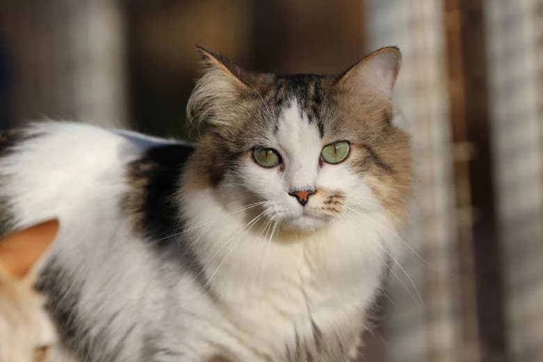 Basil,  Mixed Breed for adoption at Arche Noah e.V., Bensheim