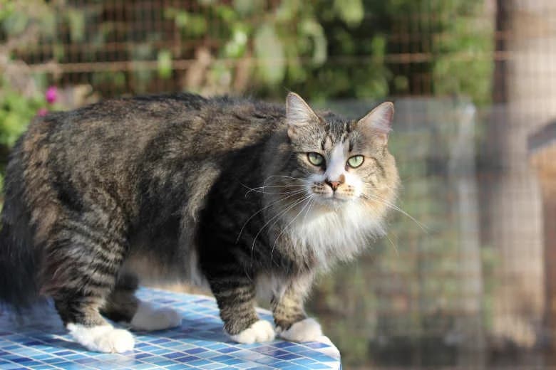 Benny,  Mixed Breed for adoption at Arche Noah e.V., Bensheim