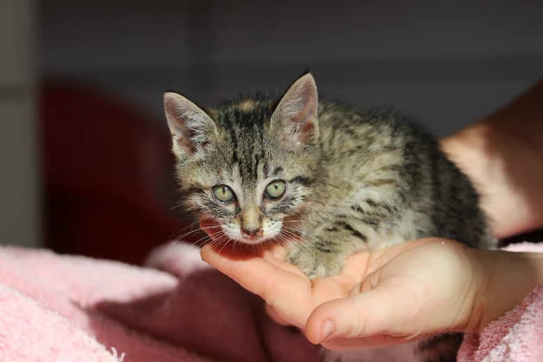 Berry,  Mixed Breed for adoption at Arche Noah e.V., Bensheim