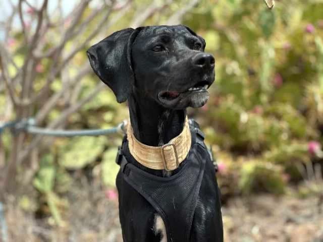 Betty, Mixed Breed for adoption at Arche Noah e.V., Bensheim