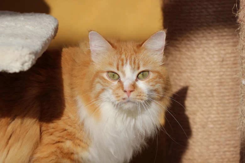 Biscuit,  Mixed Breed for adoption at Arche Noah e.V., Bensheim