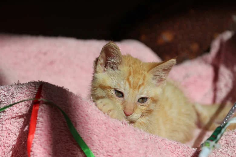 Carrot,  Mixed Breed for adoption at Arche Noah e.V., Bensheim