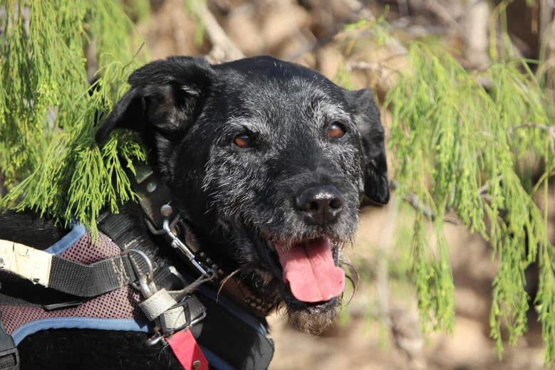 Chiquitin, Mixed Breed for adoption at Arche Noah e.V., Bensheim