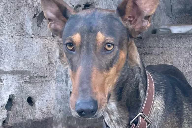 Bitu, Mixed Breed for adoption at Arche Noah e.V., Bensheim