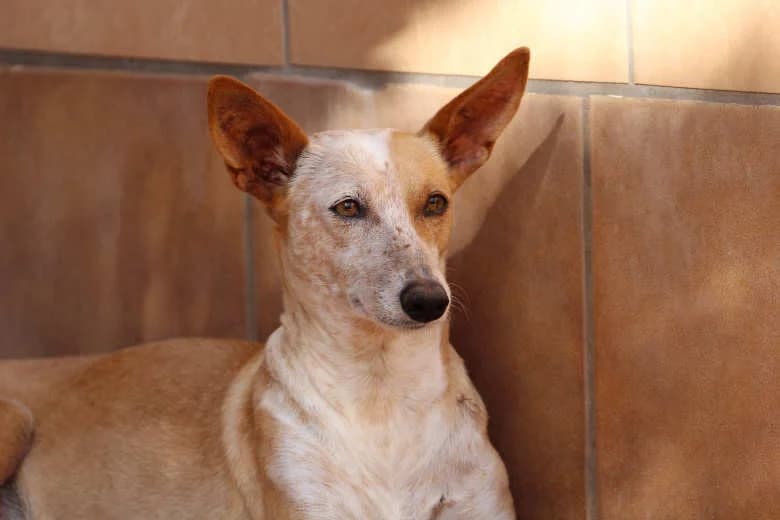 Cinnamon, Mixed Breed for adoption at Arche Noah e.V., Bensheim