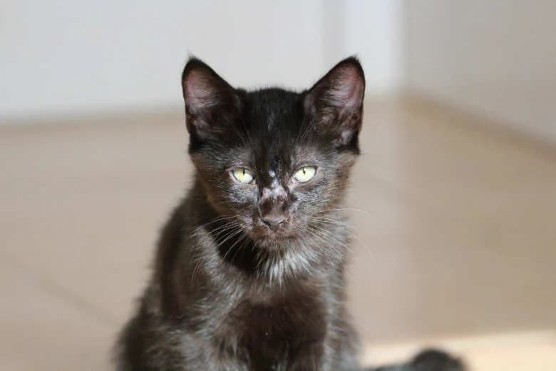Cruffin,  Mixed Breed for adoption at Arche Noah e.V., Bensheim