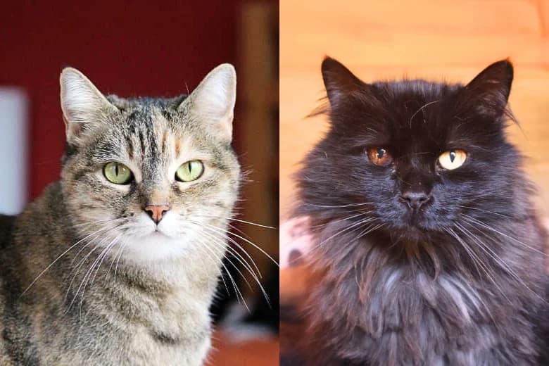 Emma & Feivel,  Mixed Breed for adoption at Arche Noah e.V., Bensheim