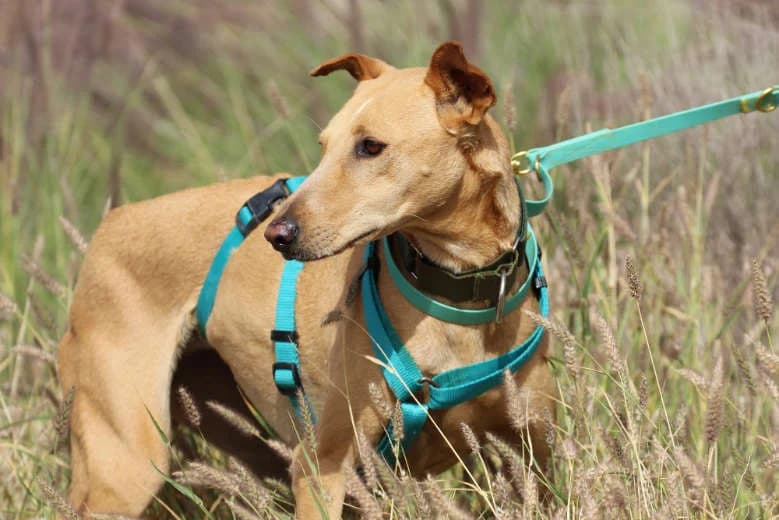 Enya, Mixed Breed for adoption at Arche Noah e.V., Bensheim