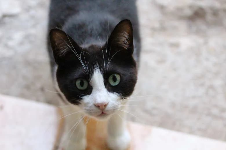 Felix,  Mixed Breed for adoption at Arche Noah e.V., Bensheim