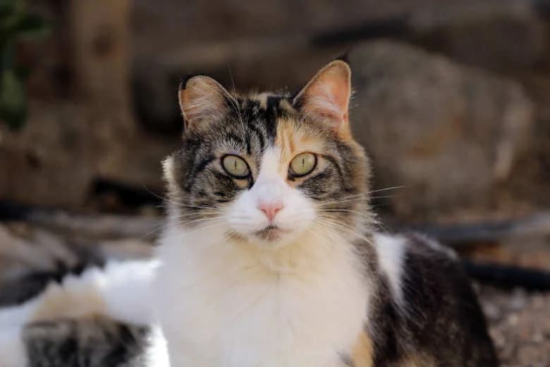 Felizi,  Mixed Breed for adoption at Arche Noah e.V., Bensheim