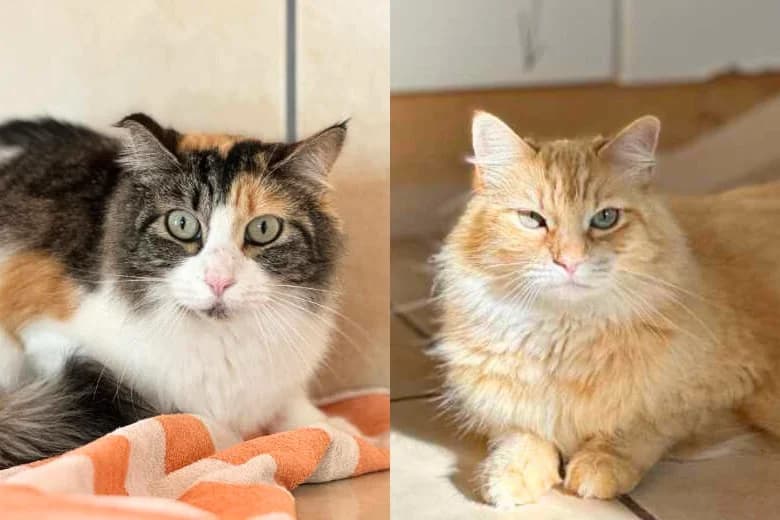 Felizi & Bonita,  Mixed Breed for adoption at Arche Noah e.V., Bensheim