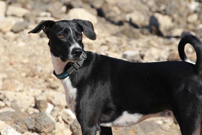 Fire, Mixed Breed for adoption at Arche Noah e.V., Bensheim