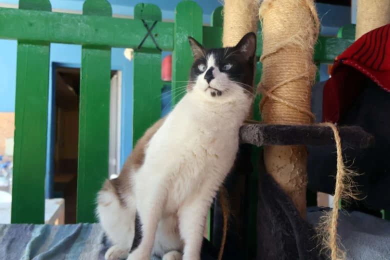 Fray,  Mixed Breed for adoption at Arche Noah e.V., Bensheim