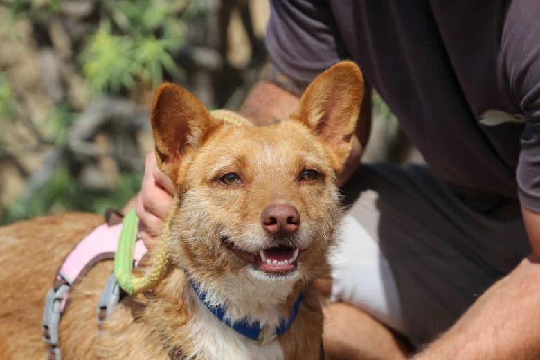 Freya, Mixed Breed for adoption at Arche Noah e.V., Bensheim