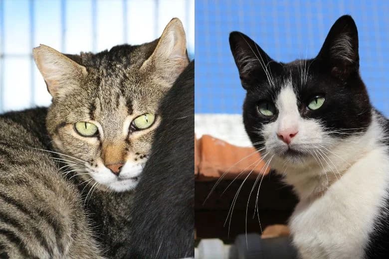 Frida & Felix,  Mixed Breed for adoption at Arche Noah e.V., Bensheim