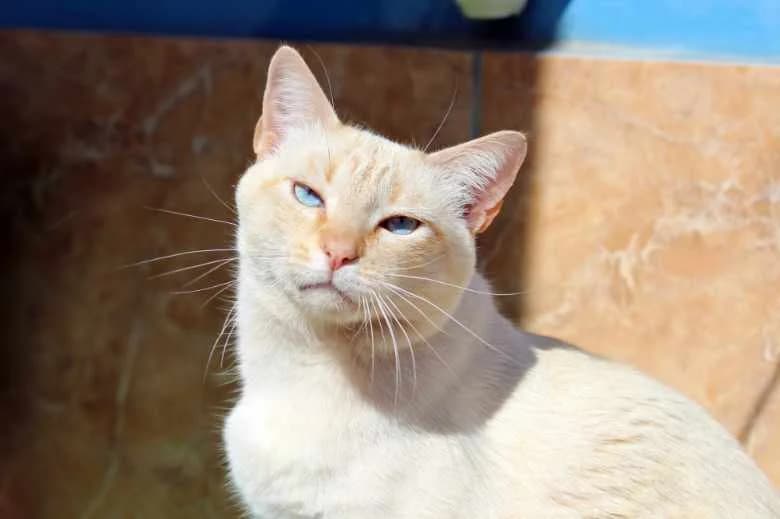 Gaspar,  Mixed Breed for adoption at Arche Noah e.V., Bensheim