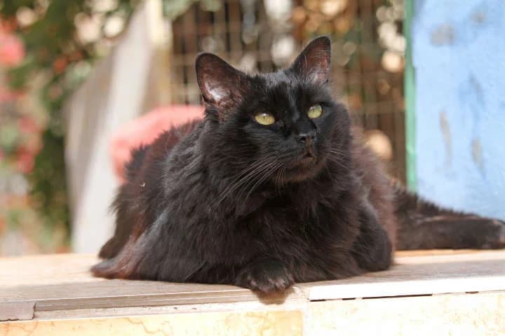 Giant,  Mixed Breed for adoption at Arche Noah e.V., Bensheim