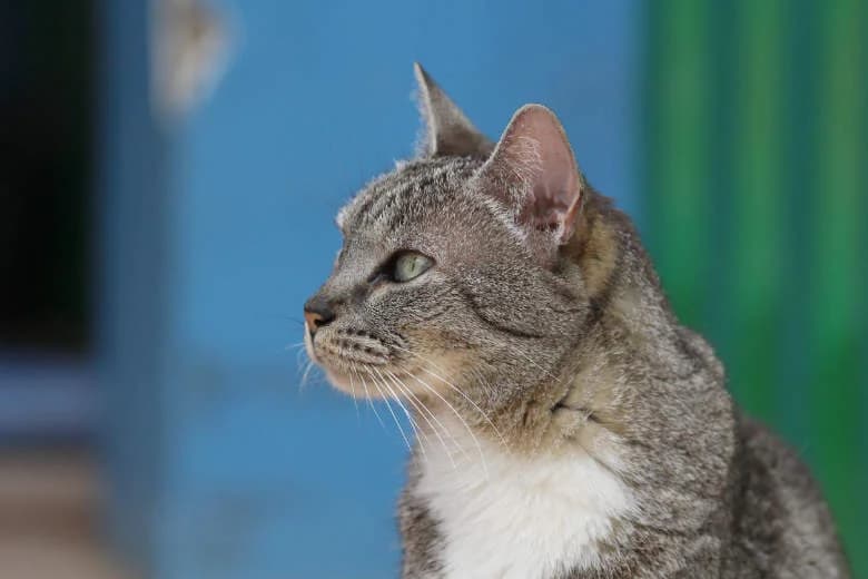 Hely,  Mixed Breed for adoption at Arche Noah e.V., Bensheim