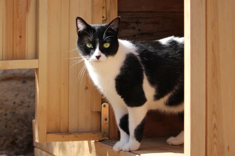 Kalea,  Mixed Breed for adoption at Arche Noah e.V., Bensheim