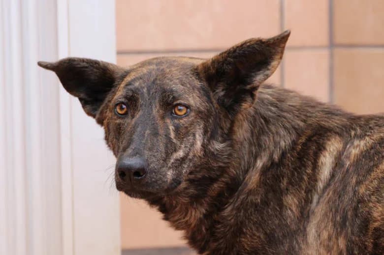 Kima, Mixed Breed for adoption at Arche Noah e.V., Bensheim