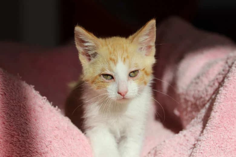 Leek,  Mixed Breed for adoption at Arche Noah e.V., Bensheim